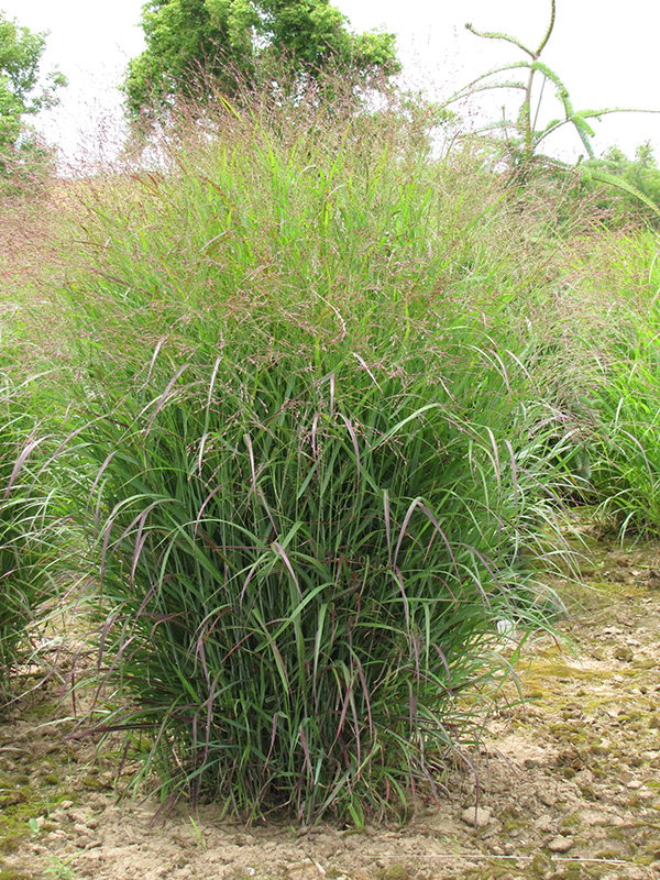Prairie Sky Switch Grass (Panicum virgatum 'Prairie Sky') at Frisella Nursery