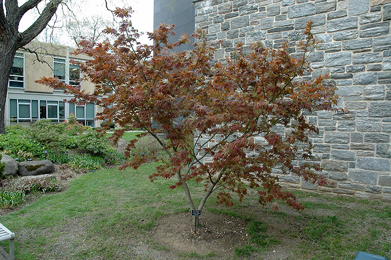Iijima Sunago Japanese Maple (Acer palmatum 'Iijima Sunago') at Frisella Nursery