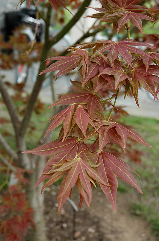Iijima Sunago Japanese Maple (Acer palmatum 'Iijima Sunago') at Frisella Nursery