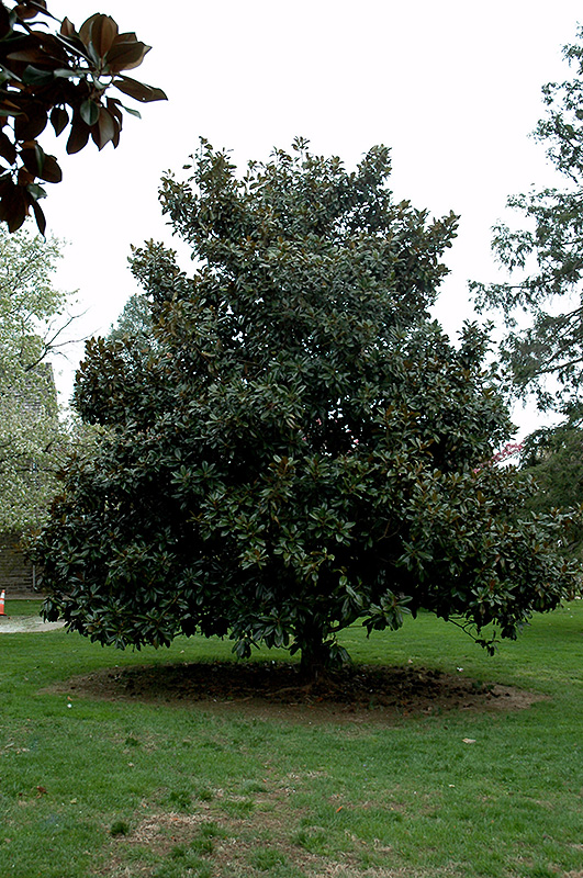 Victoria Magnolia (Magnolia grandiflora 'Victoria') at Frisella Nursery
