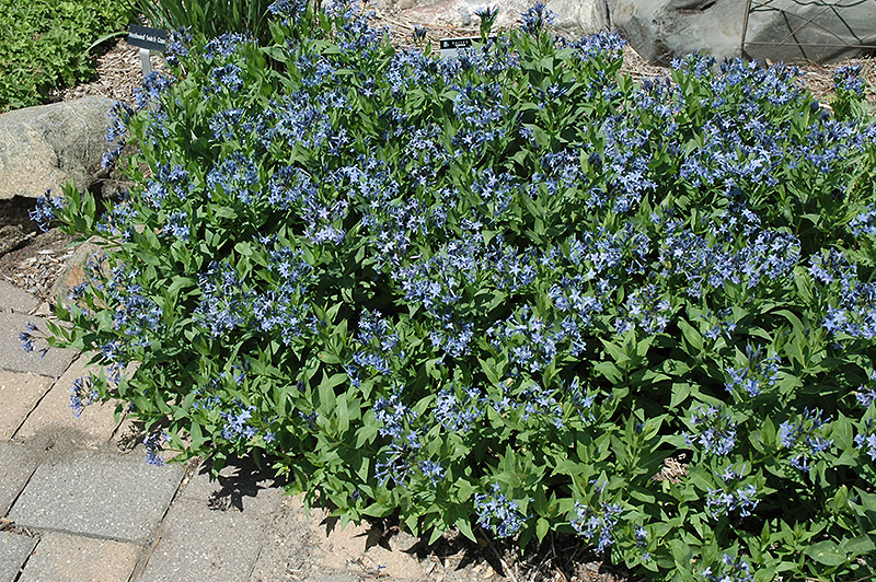 Blue Ice Star Flower (Amsonia tabernaemontana 'Blue Ice') at Frisella Nursery