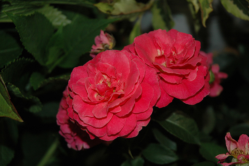 Livin' La Vida Rose (Rosa 'Hornimrod') at Frisella Nursery