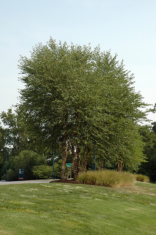 Heritage River Birch (clump) (Betula nigra 'Heritage (clump)') at Frisella Nursery