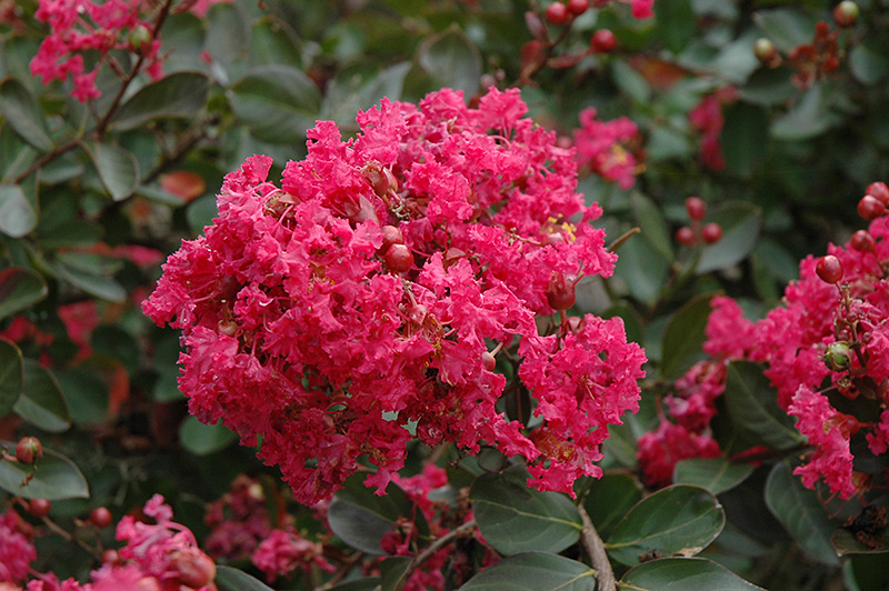 Red Filli Crapemyrtle (Lagerstroemia indica 'Red Filli') at Frisella Nursery