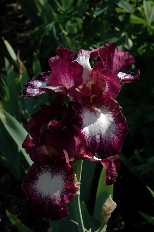 Tennison Ridge Iris (Iris 'Tennison Ridge') at Frisella Nursery