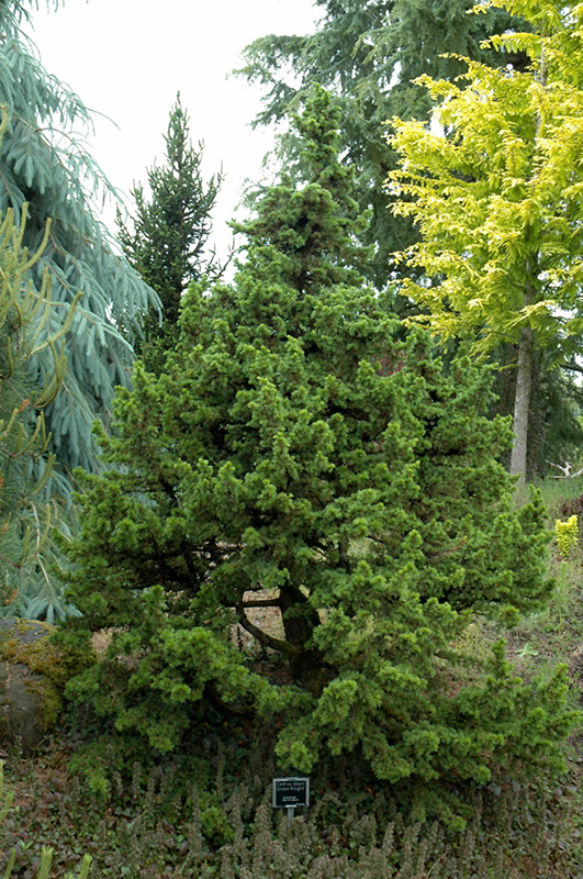 Green Knight Dwarf Cedar of Lebanon (Cedrus libani 'Green Knight') at Frisella Nursery