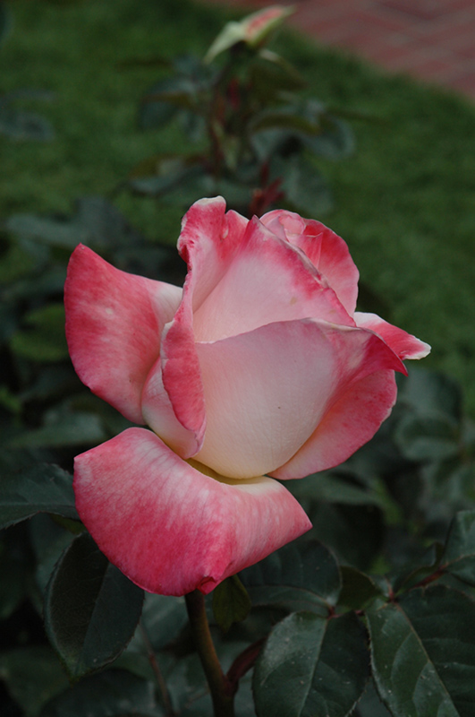 Gemini Rose (Rosa 'Gemini') at Frisella Nursery
