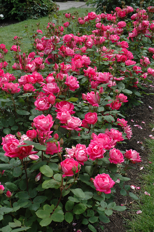 Double Knock Out Rose (Rosa 'Radtko') at Frisella Nursery