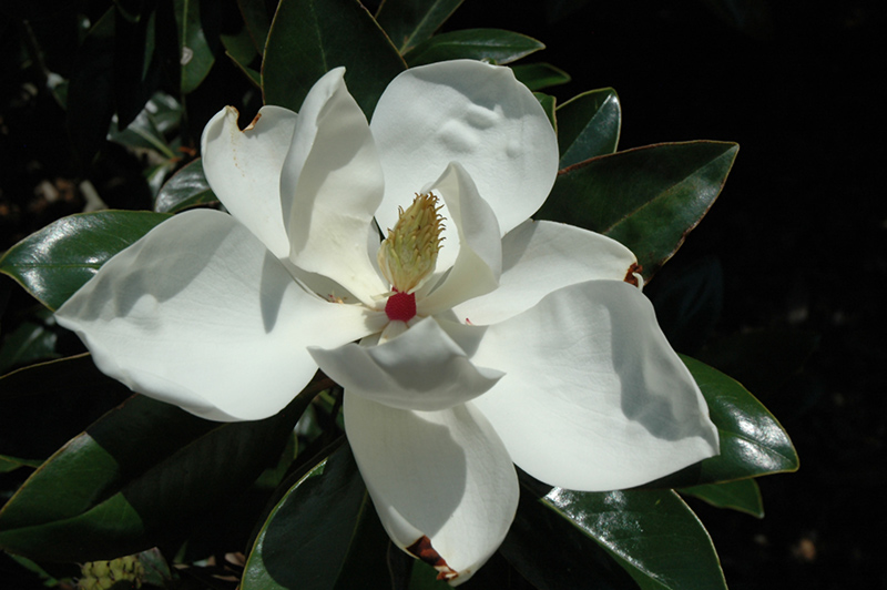 Victoria Magnolia (Magnolia grandiflora 'Victoria') at Frisella Nursery