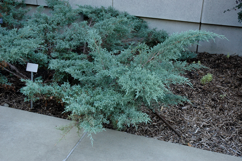 Angelica Blue Juniper (Juniperus x media 'Angelica Blue') at Frisella Nursery