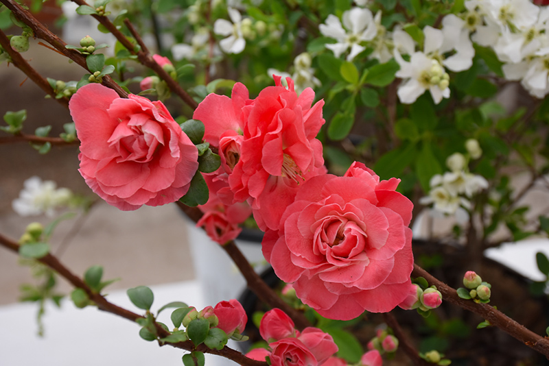Double Take Pink Flowering Quince (Chaenomeles speciosa 'Pink Storm') at Frisella Nursery