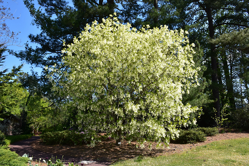White Fringetree (Chionanthus virginicus) at Frisella Nursery