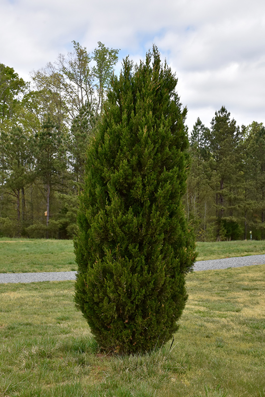 Spartan Juniper (Juniperus chinensis 'Spartan') at Frisella Nursery