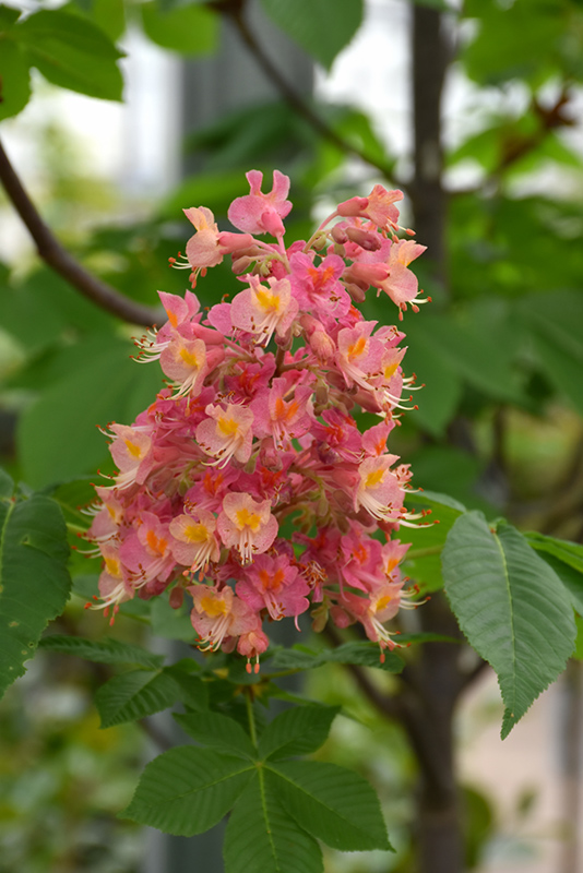 Fort McNair Red Horse Chestnut (Aesculus x carnea 'Fort McNair') at Frisella Nursery