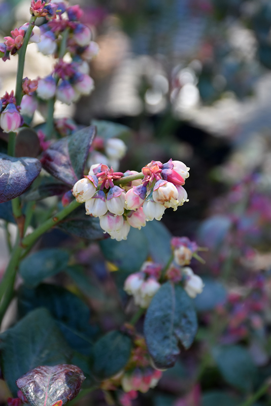 Pink Icing Blueberry (Vaccinium 'ZF06-079') at Frisella Nursery