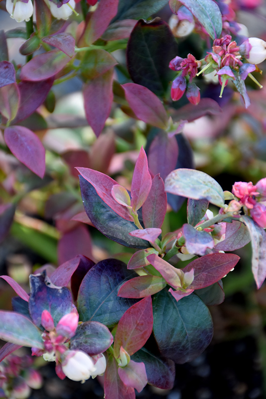 Pink Icing Blueberry (Vaccinium 'ZF06-079') at Frisella Nursery