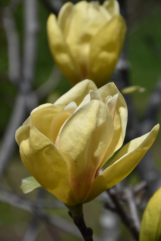Sunsation Magnolia (Magnolia 'Sunsation') at Frisella Nursery