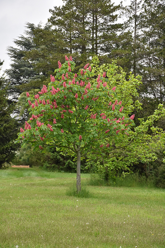 Fort McNair Red Horse Chestnut (Aesculus x carnea 'Fort McNair') at Frisella Nursery