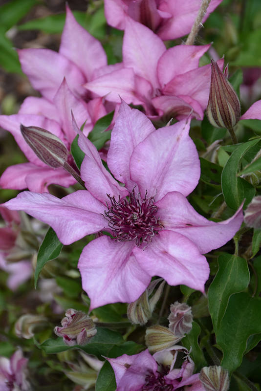 Giselle Clematis (Clematis 'Evipo051') at Frisella Nursery