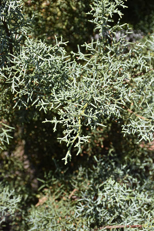 Blue Ice Smooth Arizona Cypress (Cupressus arizonica 'Blue Ice') at Frisella Nursery