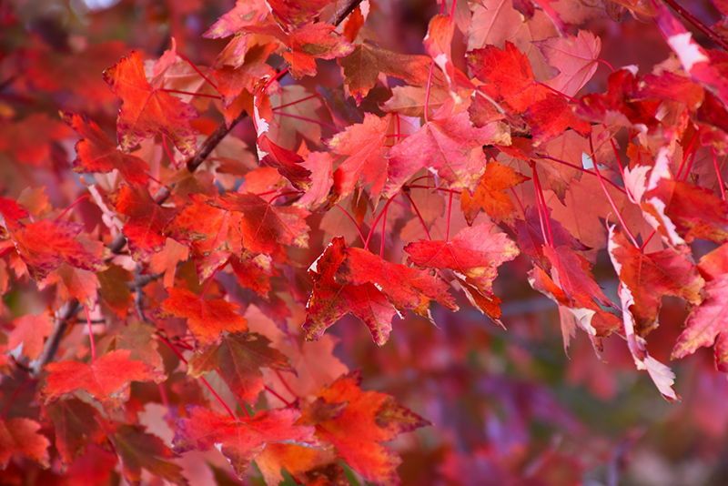 Autumn Radiance Red Maple (Acer rubrum 'Autumn Radiance') at Frisella Nursery