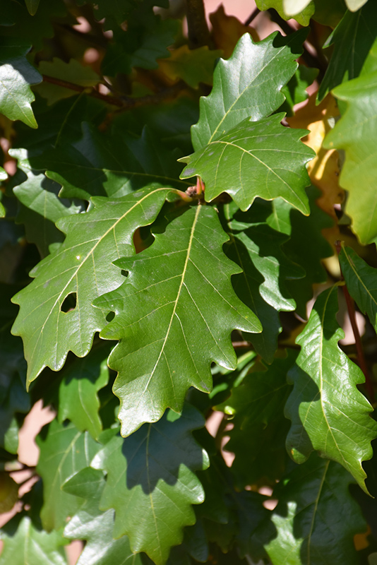 Kindred Spirit Oak (Quercus x warei 'Nadler') at Frisella Nursery