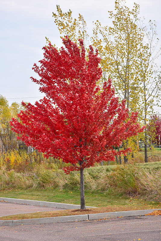 Autumn Spire Red Maple (Acer rubrum 'Autumn Spire') at Frisella Nursery
