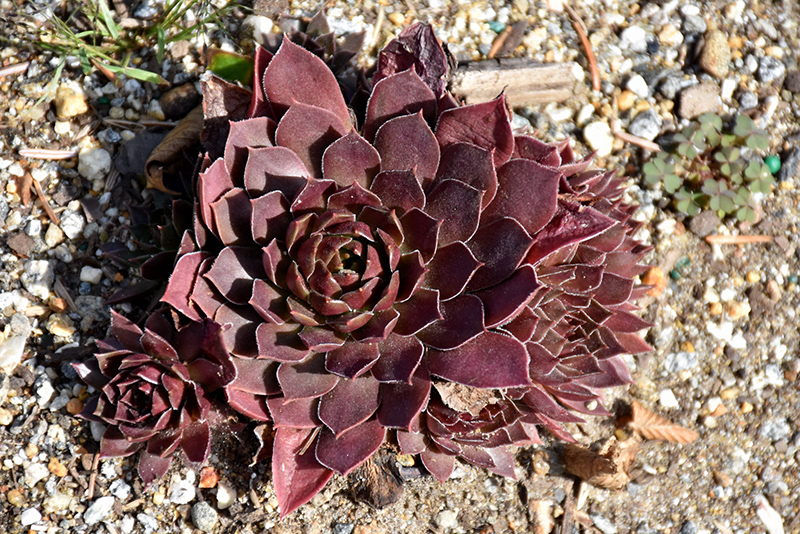 Chick Charms Chocolate Kiss Hens And Chicks (Sempervivum 'Chocolate Kiss') at Frisella Nursery