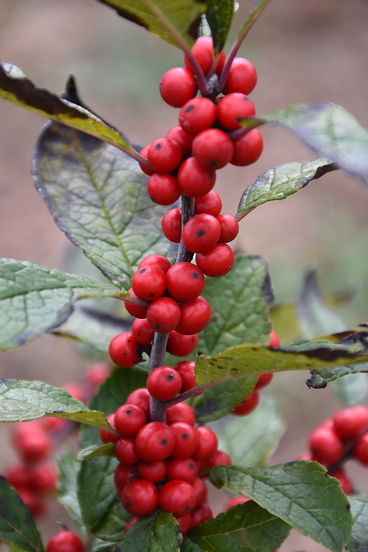 Maryland Beauty Winterberry (Ilex verticillata 'Maryland Beauty') at Frisella Nursery