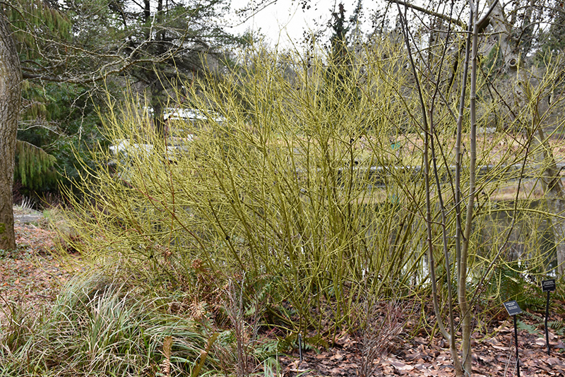 Yellow Twig Dogwood (Cornus sericea 'Flaviramea') at Frisella Nursery