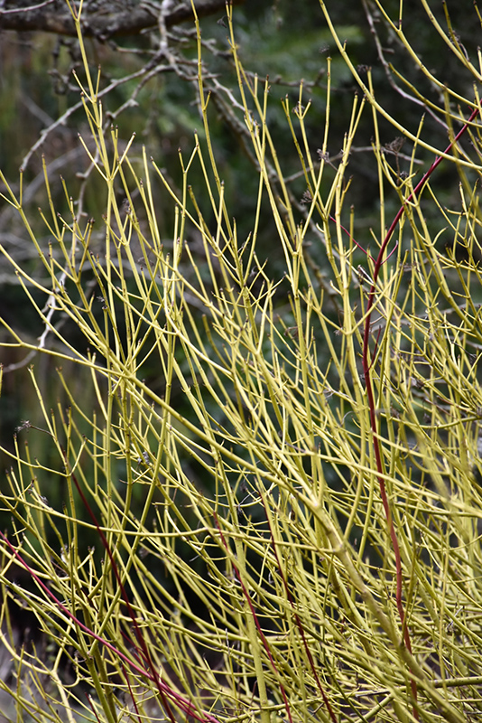 Yellow Twig Dogwood (Cornus sericea 'Flaviramea') at Frisella Nursery