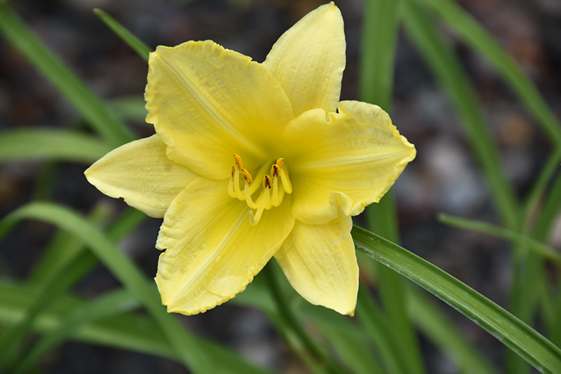 Happy Ever Appster Big Time Happy Daylily (Hemerocallis 'Big Time Happy') at Frisella Nursery