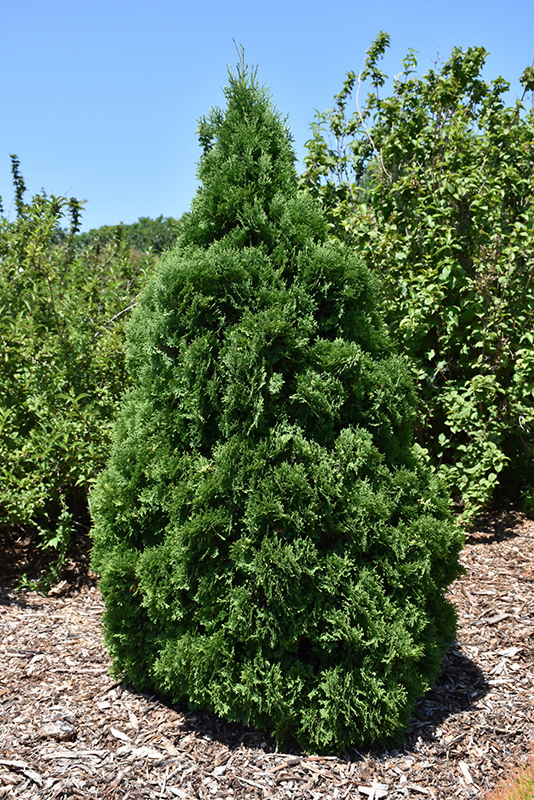 Holmstrup Arborvitae (Thuja occidentalis 'Holmstrup') at Frisella Nursery