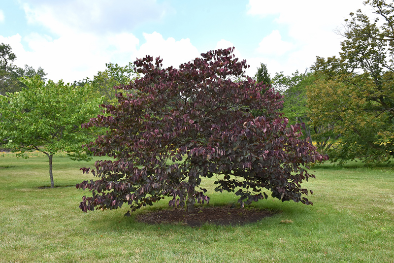 Forest Pansy Redbud (Cercis canadensis 'Forest Pansy') at Frisella Nursery