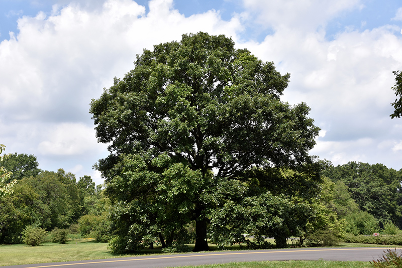 Swamp White Oak (Quercus bicolor) at Frisella Nursery