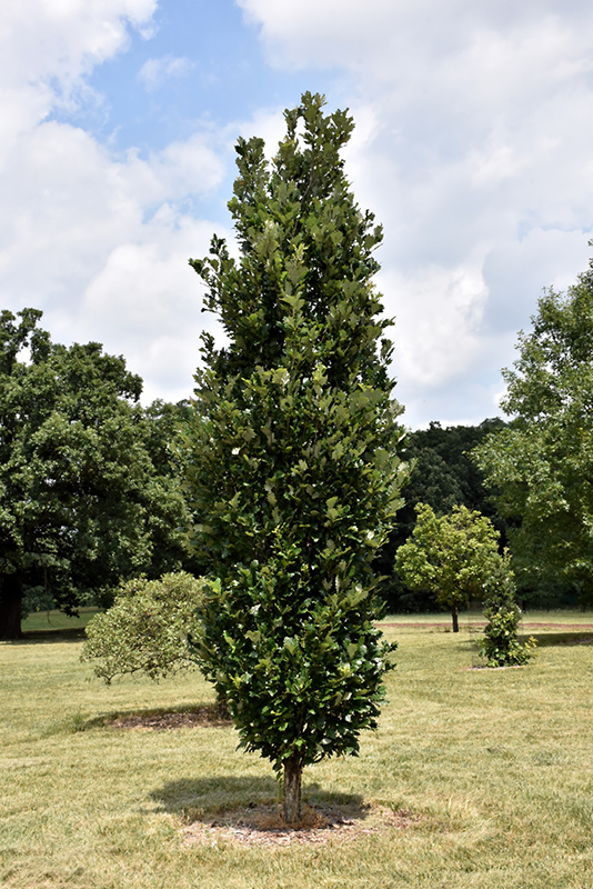 Regal Prince English Oak (Quercus 'Regal Prince') at Frisella Nursery