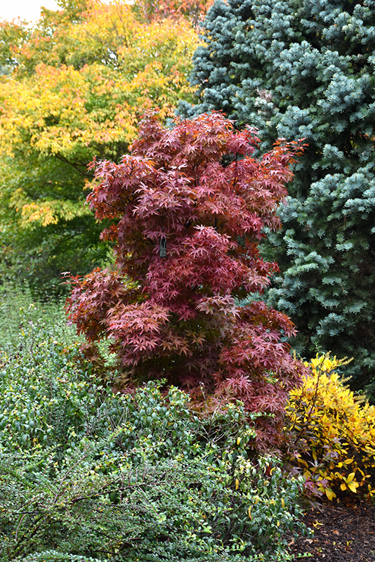 Twombly's Red Sentinel Japanese Maple (Acer palmatum 'Twombly's Red Sentinel') at Frisella Nursery