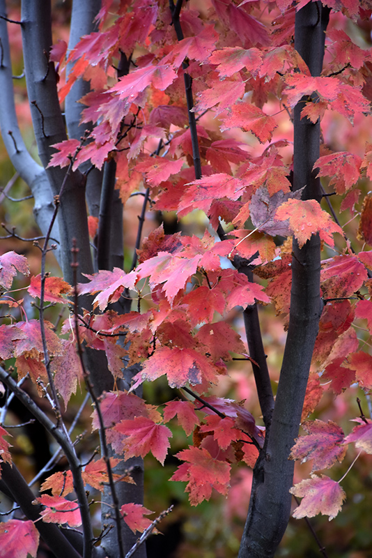 Autumn Spire Red Maple (Acer rubrum 'Autumn Spire') at Frisella Nursery