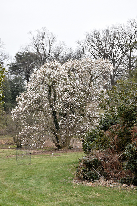 Merrill Magnolia (Magnolia x loebneri 'Merrill') at Frisella Nursery