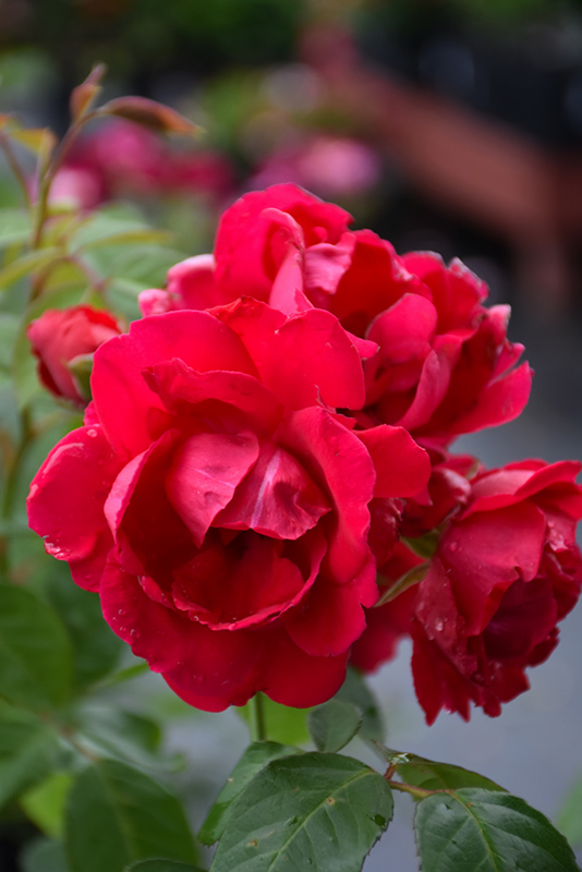 Blaze Rose (Rosa 'Blaze') at Frisella Nursery