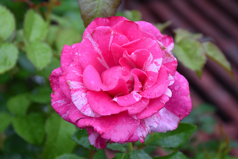 Parade Day Rose (Rosa 'WEKmeroro') at Frisella Nursery