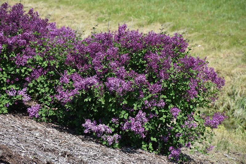 Bloomerang Dark Purple Lilac (Syringa 'SMSJBP7') at Frisella Nursery
