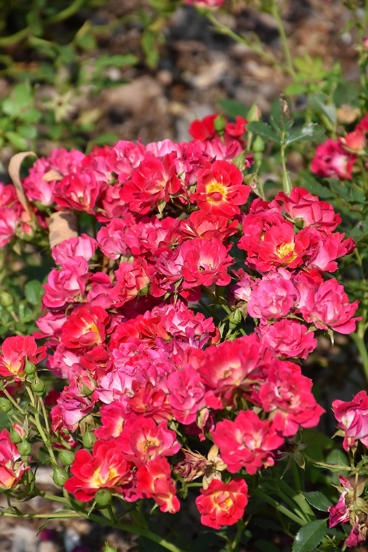 Pink Drift Rose (Rosa 'Meijocos') at Frisella Nursery
