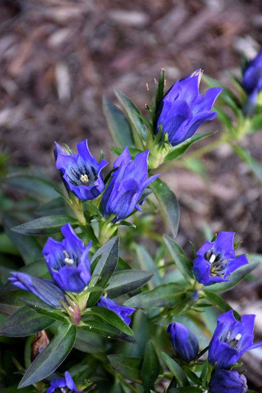 True Blue Gentian (Gentiana 'True Blue') at Frisella Nursery