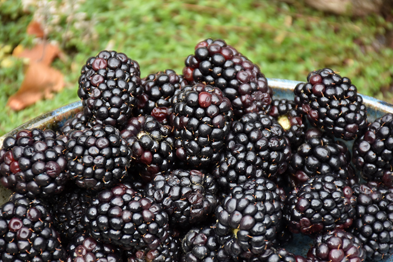 Triple Crown Blackberry (Rubus 'Triple Crown') at Frisella Nursery