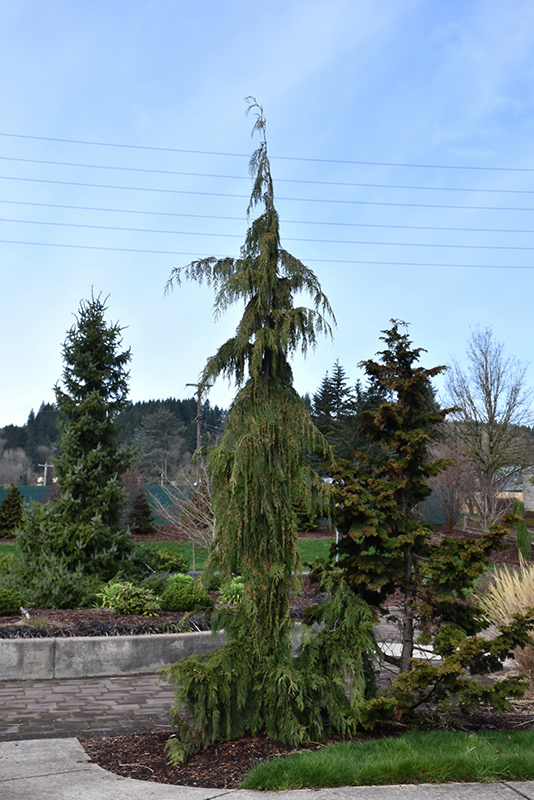 Weeping Alaska Cedar (Chamaecyparis nootkatensis 'Pendula') at Frisella Nursery