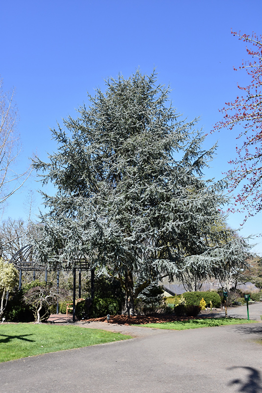 Blue Atlas Cedar (Cedrus atlantica 'Glauca') at Frisella Nursery