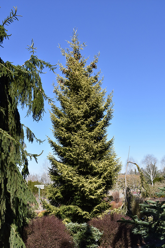 Skylands Golden Spruce (Picea orientalis 'Skylands') at Frisella Nursery