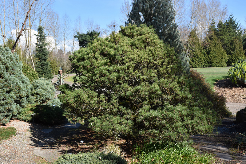 Spaan's Dwarf Shore Pine (Pinus contorta 'Spaan's Dwarf') at Frisella Nursery
