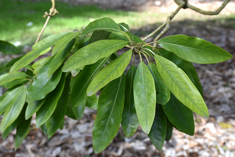 Southern Sweetbay Magnolia (Magnolia virginiana var. australis) at Frisella Nursery